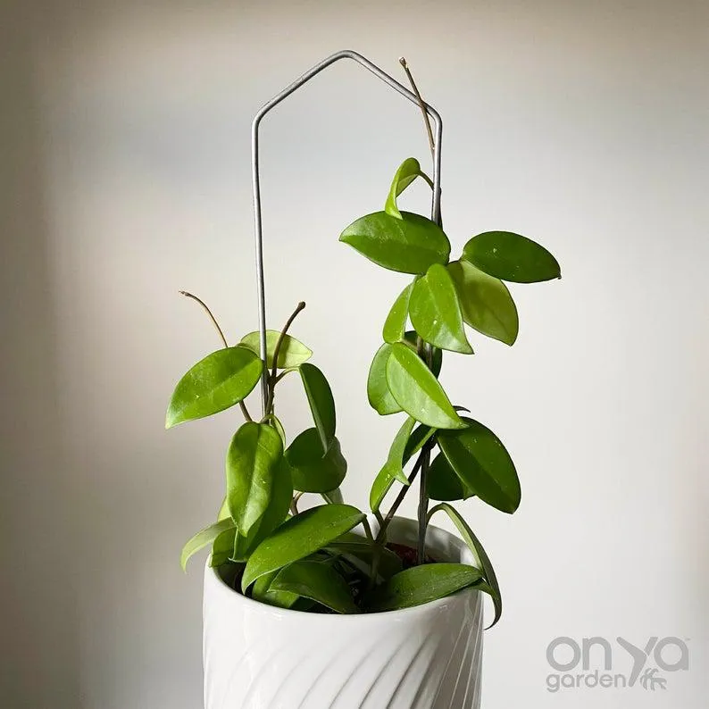 Steel Pointed Arch Trellis for Plants, 3 Sizes Available