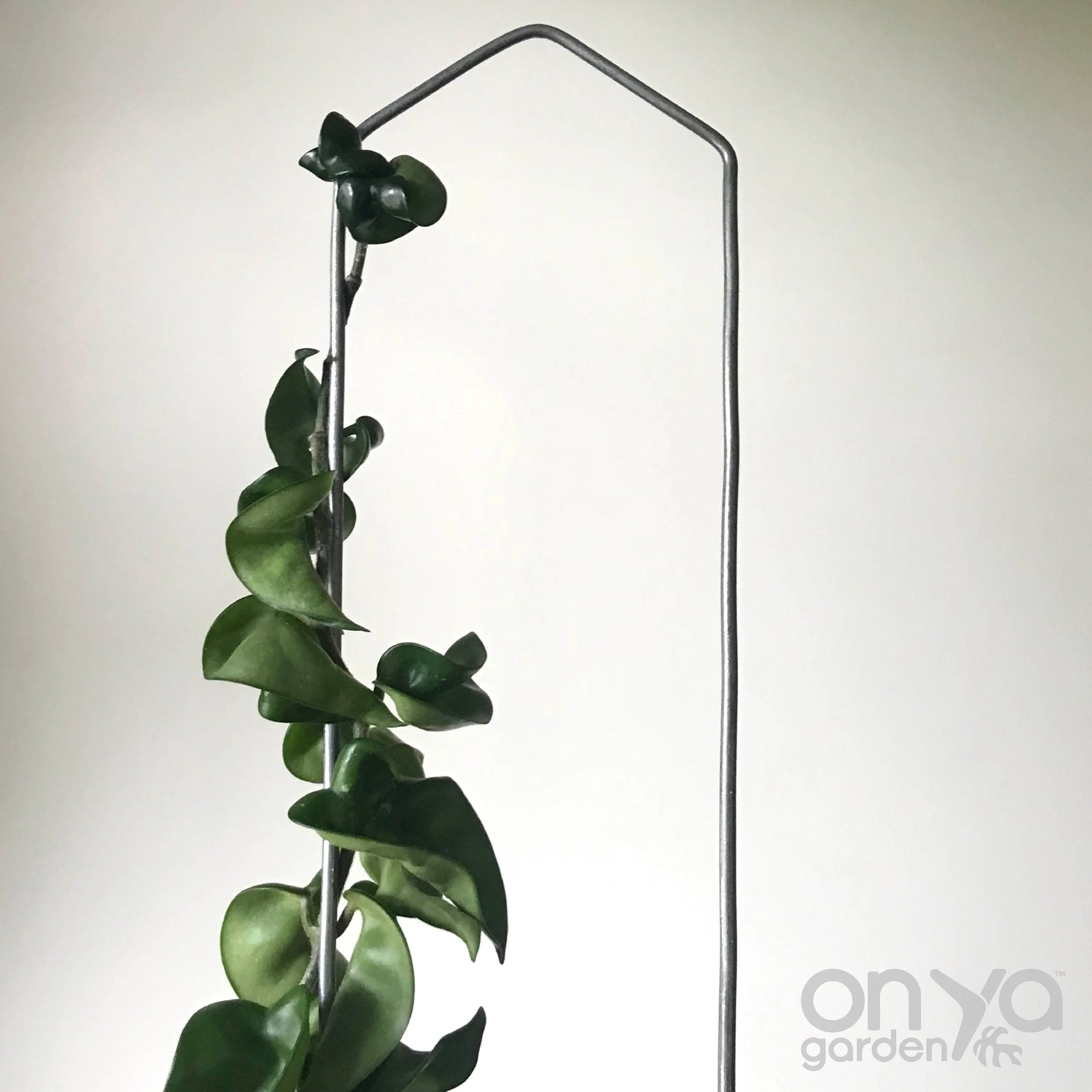 Steel Pointed Arch Trellis for Plants, 3 Sizes Available